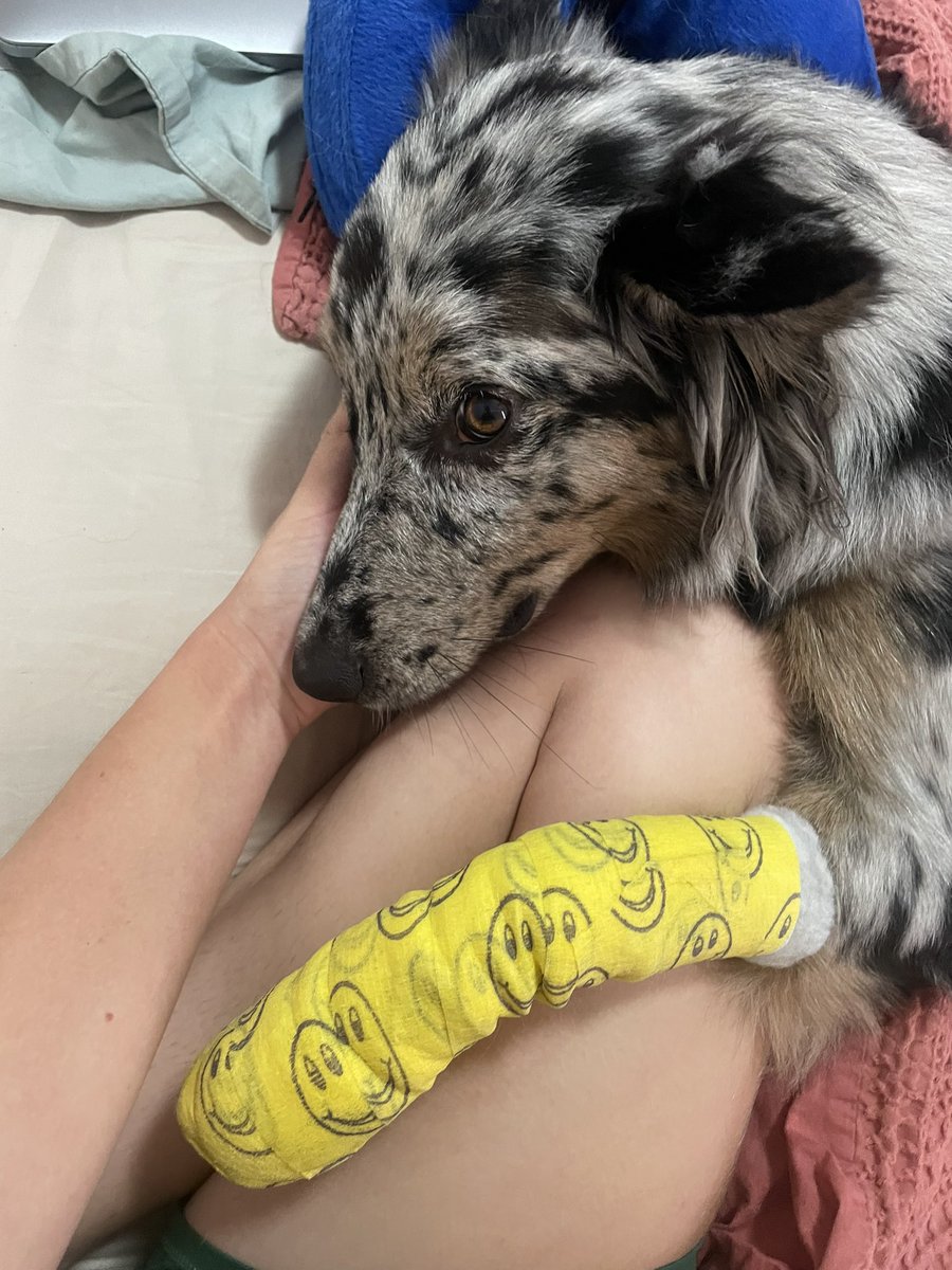 My little injured puppy 😭 she’s got an infected paw, possibly gotten bitten by something, we aren’t sure 
Send some healing vibes to willow ❤️
