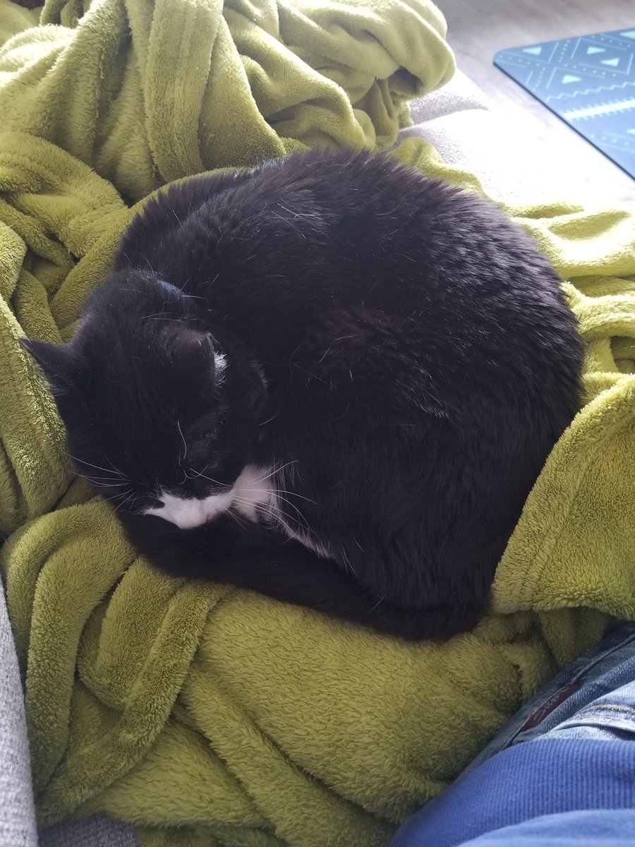 cutecanukgirl's tweet photo. Thanks for letting me have a spot on the couch Freckles 😂
#FirstWorldCatProblems https://t.co/REaEerHoyK
