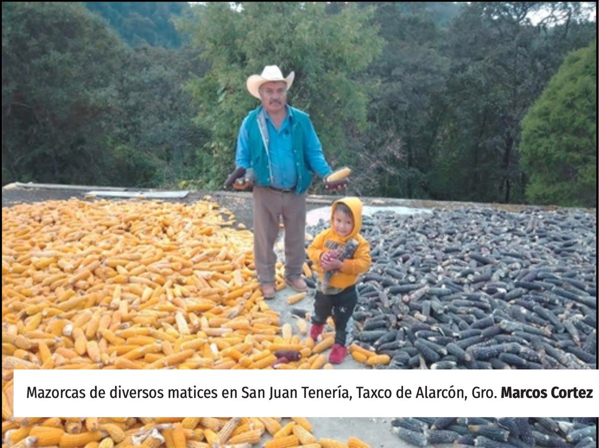 MaelaMexico's tweet photo. “Los maíces nativos son un legado de la naturaleza y de las diversas culturas, reconocidos como reservorios genéticos vivientes, donde su siembra y cosecha es un acto de resistencia y de autonomía”🌽💪🏾
https://t.co/QJrJlyeIGk https://t.co/h7NbFSLCVT