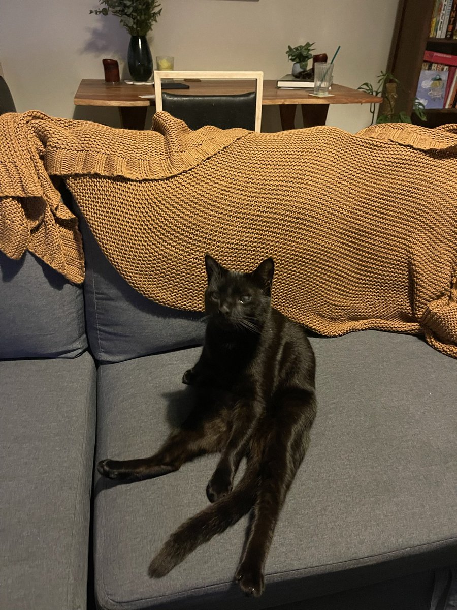 this is my little man, Malu 🤎
Malu means rain/storm in my Biripi language ⚡️