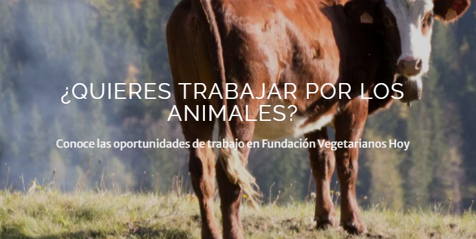 lydadurango's tweet photo. ¡En @VegetarianosHoy estamos contratando! Si te gusta trabajar por los animales, generando cambios reales en incidencia política, legal y corporativa, ésta puede ser una oportunidad para ti. Colombia, México, Argentina y Chile, #TrabajoSiHay
https://t.co/msrK1aZ1nw https://t.co/SGjm6ppGGt
