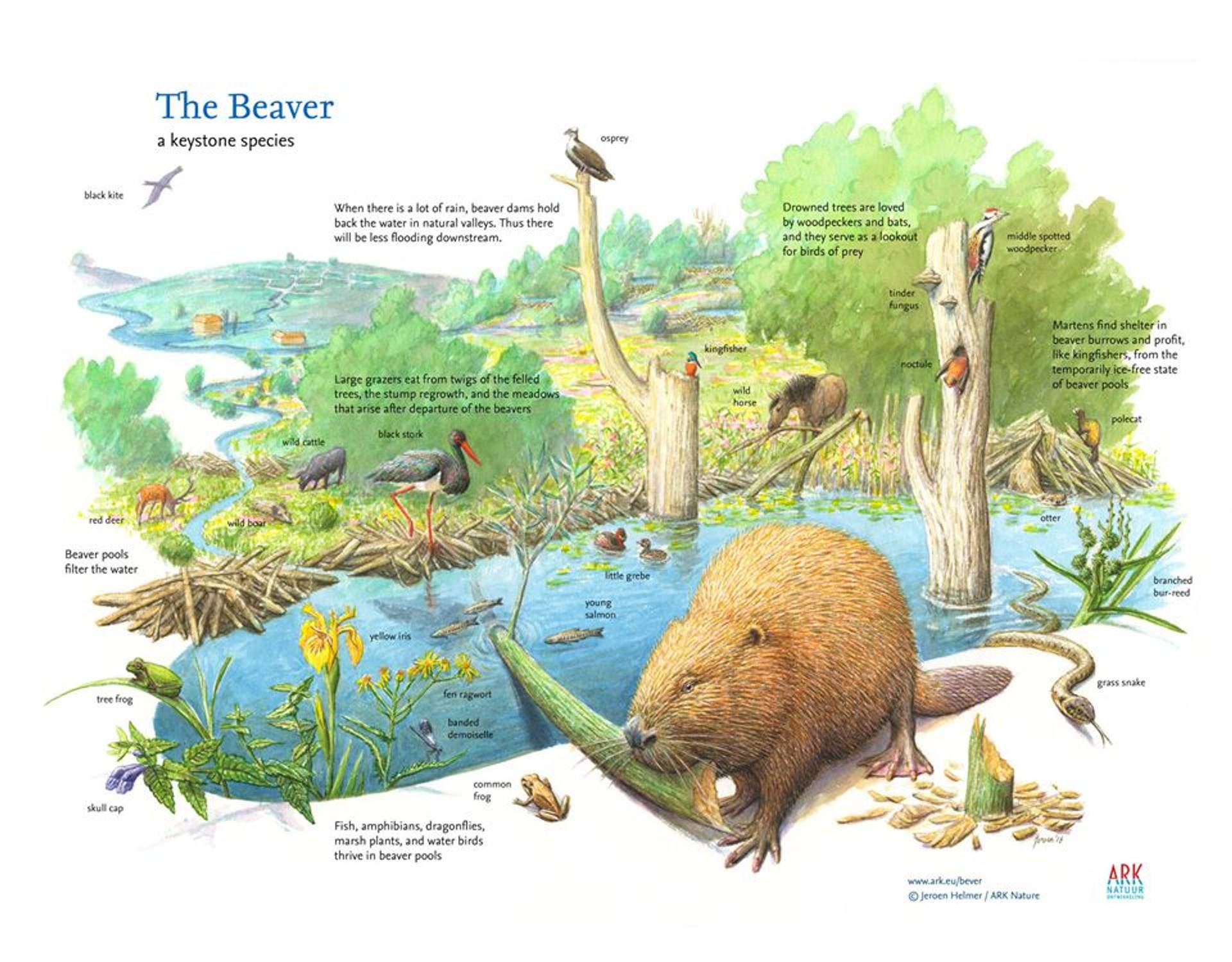 Dr. Lara Durgavich on X: Beavers are a keystone species, often referred to  as 'ecosystem engineers' because of the important role they play in  managing water flow & creating wetlands. Yet by