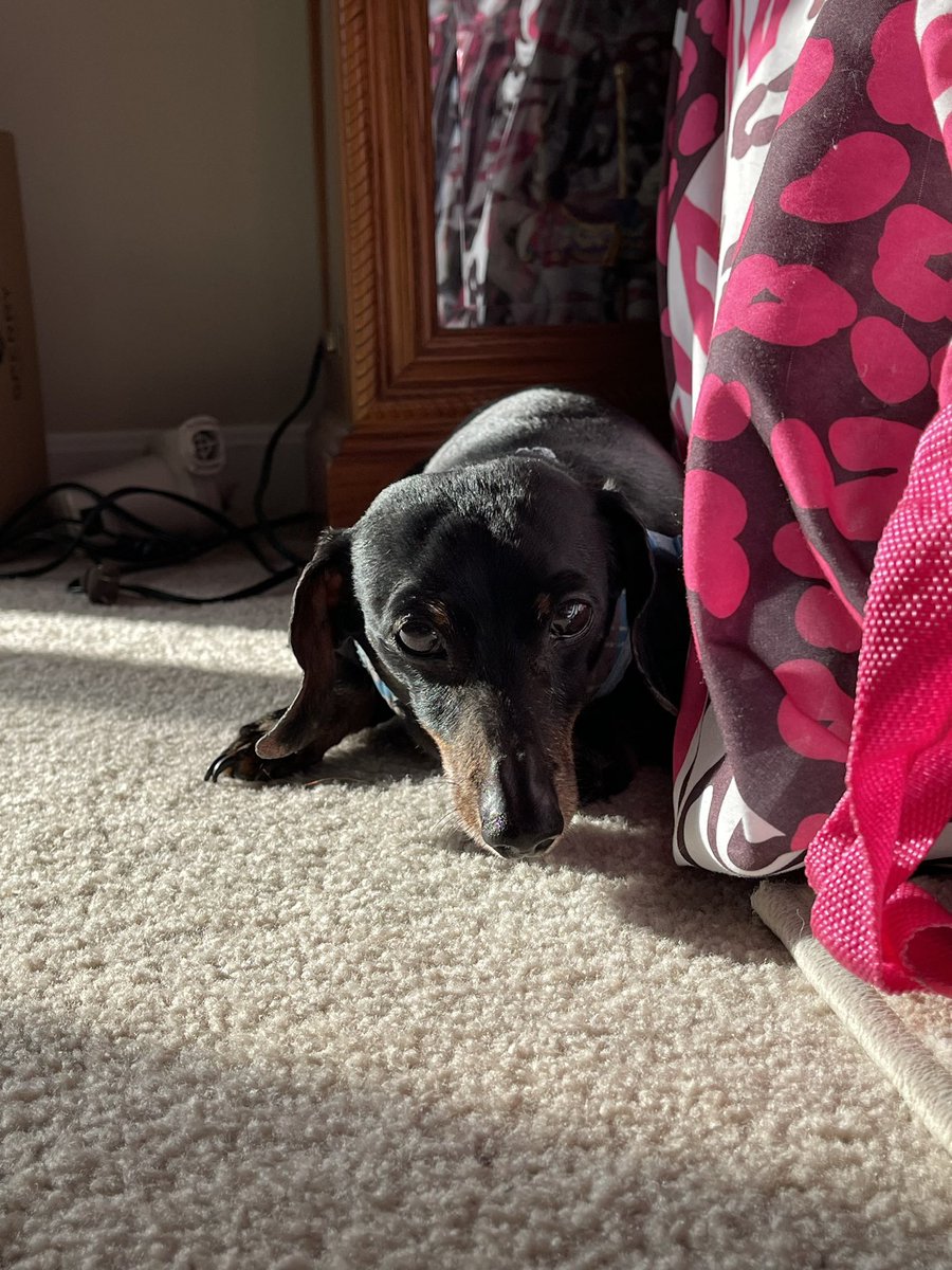 NTMY_Shawn's tweet photo. #dogsos https://t.co/yrYKVgNK1W