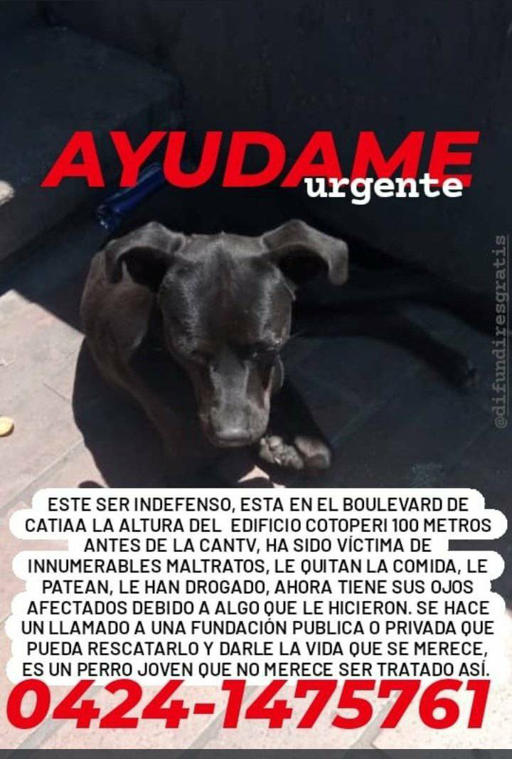 PerroUsuario Wof '•' (@perrousuario) on Twitter photo Nos alegra saber que ya fue rescatado. Graciasssss por compartir una información que nos tranquiliza a muchos. RT <a href="/yaracalcagno/">yara calcagno</a>: Fue Rescatado por Fundación Esperanza Animal. Nos alegra saber que ya fue rescatado. Graciasssss por compartir una información que nos tranquiliza a muchos. RT <a href="/yaracalcagno/">yara calcagno</a>: Fue Rescatado por Fundación Esperanza Animal.