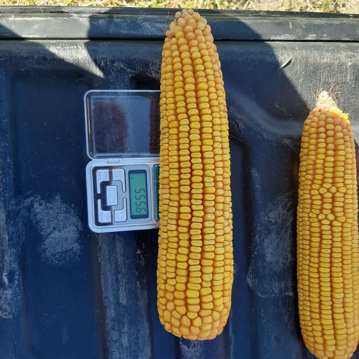 Acá en Viedma y alrededores no se andan con chiquitas... Una cosa es ver datos y otra venir a verlo con los propios ojos. La recorrida de lotes con asesores y productores fue espectacular. Muchas gracias por tan linda jornada