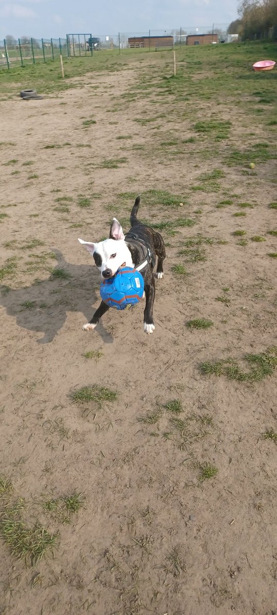 Toady_91's tweet photo. Action shot of bronson at the dog run today https://t.co/TIrLDBfEP5