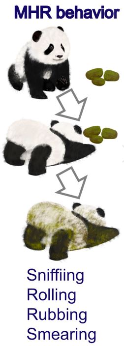 TanisBP's tweet image. Panda carefully sniffs the manure…then belly flops into the pile, blissfully rolling &amp;amp; smearing horse feces all over its body! #PooBath #PoopScience #EmbarassmentIndeed #WorstBear #2022MMM