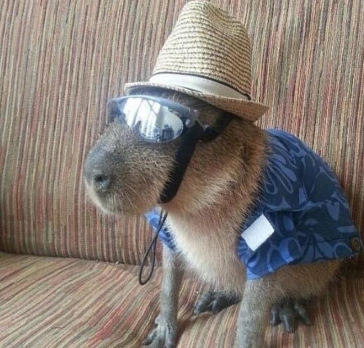 CAPYBARA_MAN's tweet photo. cool outfit https://t.co/H9G07ptVmn