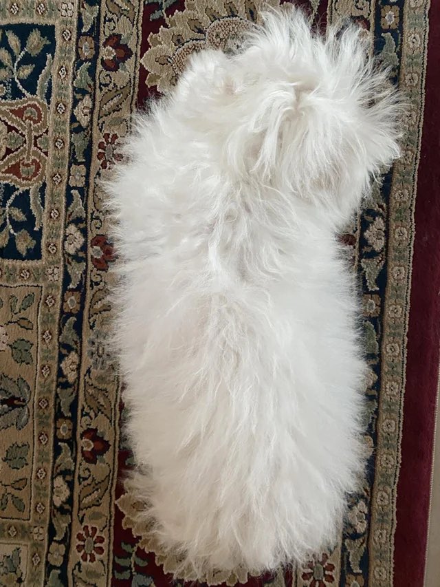 116pets tweet picture