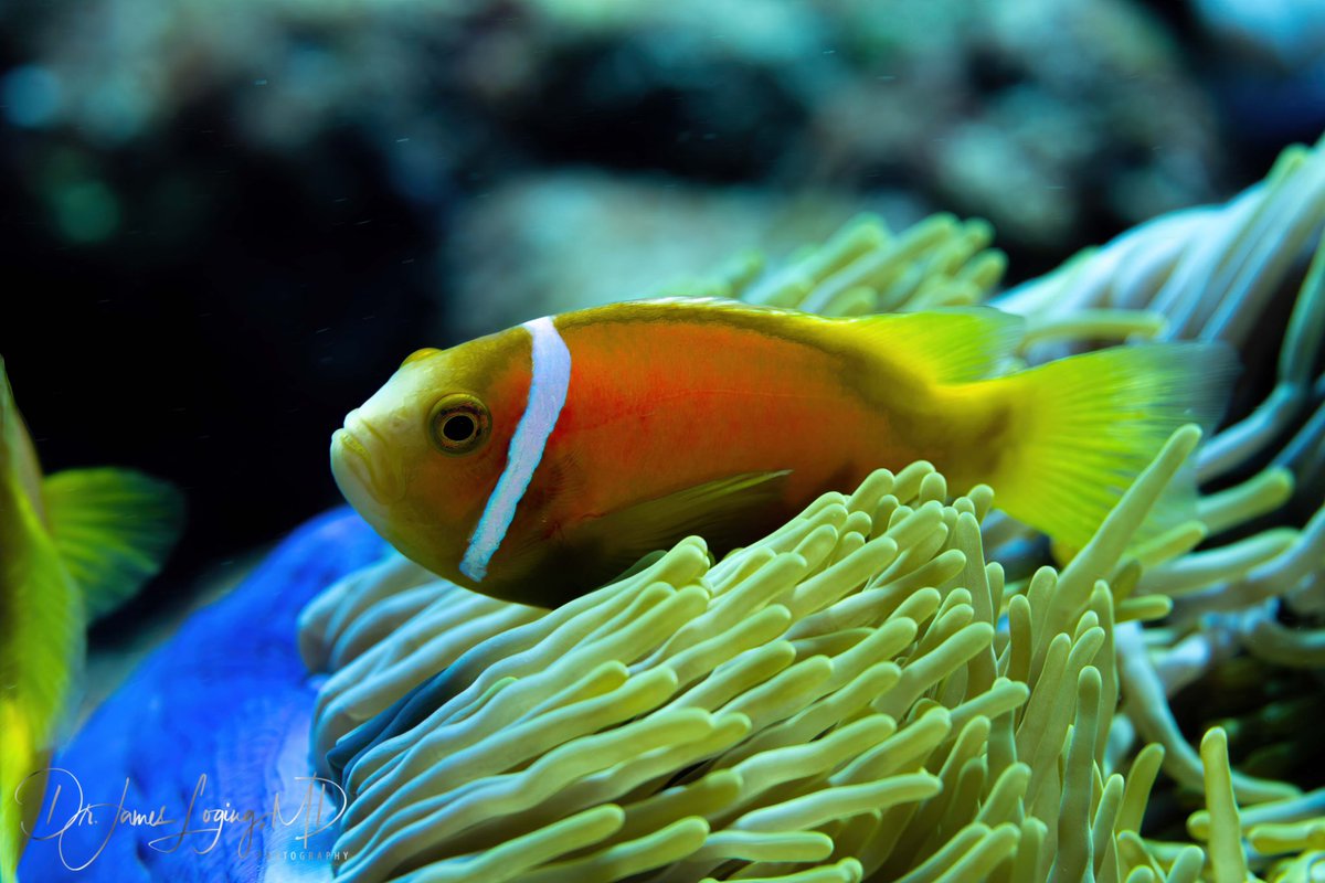 DrLoging's tweet image. Hey, aren’t you that clown fish from the reef? 

#photography #underwaterphotography #photographer #PhotoOfTheDay #NaturePhotography #ocean #savetheocean #findthebeauty #earth #inspireothers #clownfish #nemo