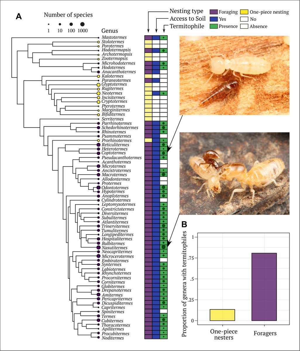 Nobuaki Mizumoto (@nobuakimzmt) on Twitter photo Our new paper is online! Evolution of termitophilous rove beetles associated with termite nest evolution, <a href="/journal_evo/">Evolution Journal</a> w <a href="/tom_oist/">Tom Bourguignon/Evolutionary Genomics Unit, OIST</a> / Taisuke Kanao. These figures are my favorite!
onlinelibrary.wiley.com/doi/abs/10.111…
Not typeset yet. My final version is at RG: researchgate.net/publication/35… Our new paper is online! Evolution of termitophilous rove beetles associated with termite nest evolution, <a href="/journal_evo/">Evolution Journal</a> w <a href="/tom_oist/">Tom Bourguignon/Evolutionary Genomics Unit, OIST</a> / Taisuke Kanao. These figures are my favorite!
onlinelibrary.wiley.com/doi/abs/10.111…
Not typeset yet. My final version is at RG: researchgate.net/publication/35…