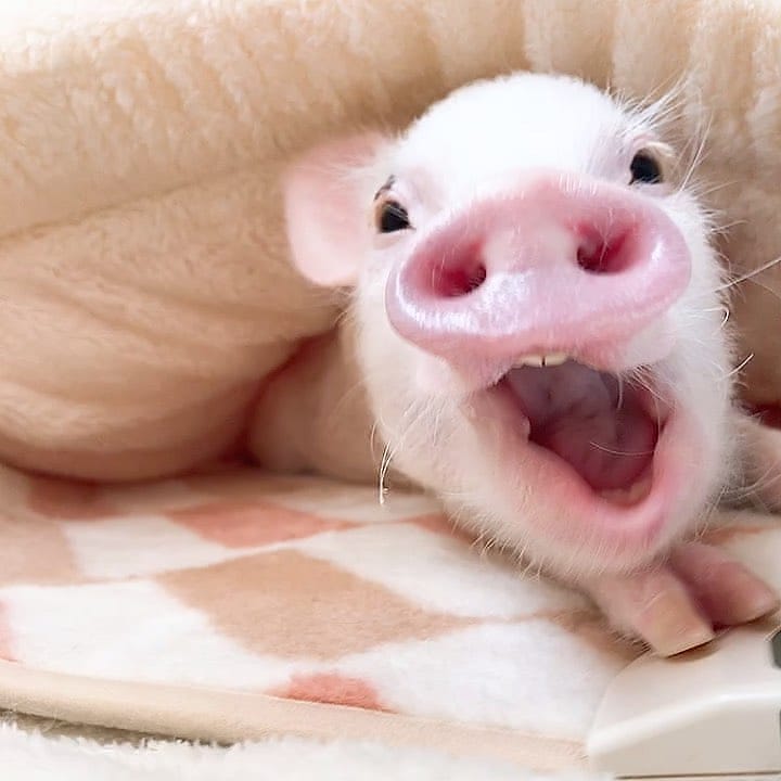 Pig's World tweet media