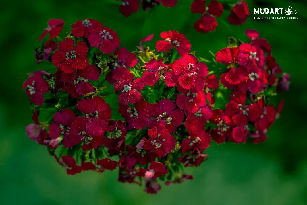 ConnectMudart's tweet photo. Flower power!

Clicked at the @tamronindia Flowers and macro photowalk to Sunder Nursery with a 35mm f/2.8 Di OSD Macro 1:2

#mudart #mfps #tamronindia #shotontamron #photowalk #macro #macroworld #flowersandmacro #morningvibes #photooftheday #macro #ınstagood #photographylover https://t.co/gEwpCKIny0
