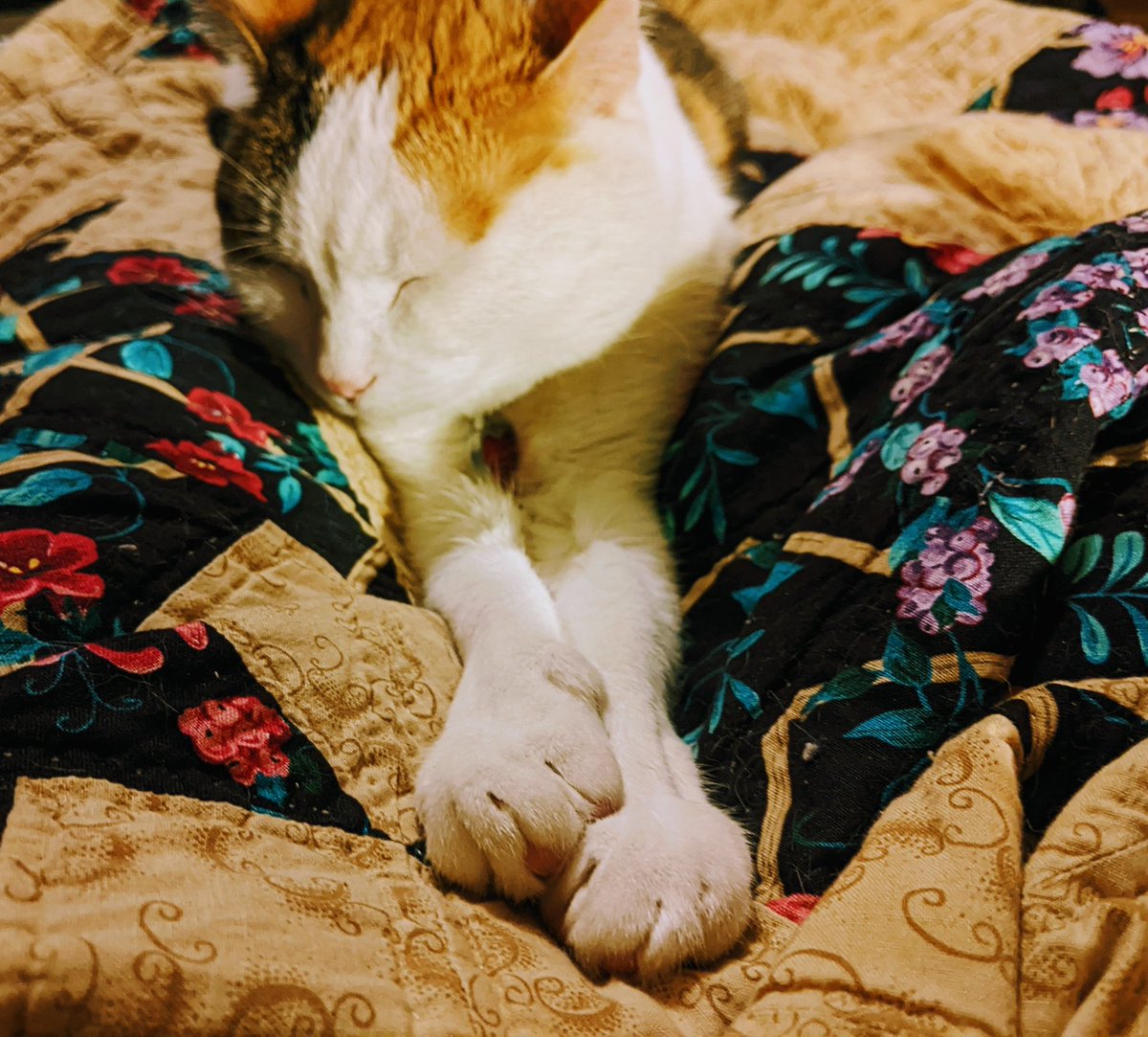 power_of_press's tweet photo. Bliss. The way she lets me stroke her paws. #CatsOfTwitter #catspaws #calicocat https://t.co/3DUEAlcypj