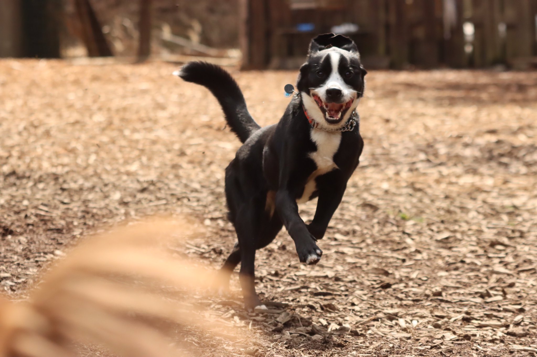 Jin 犬連れキャンプ 登山 今日も楽しく保育園 バーニーズマウンテンドッグ ラブラドールレトリーバー 黒ラブ 大型犬のいる暮らし 大型犬のいる生活 大型犬 犬好き T Co Tprbgiofvt Twitter