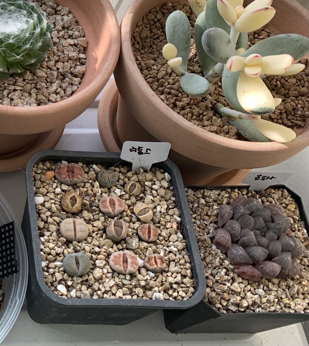 skforhdwn1's tweet image. 도통 모를 다육이 물 주는 시기... 리톱스야 물 필요해????? 필요하냐고????? 제발 말좀해봐 #다육이키우기 #리톱스