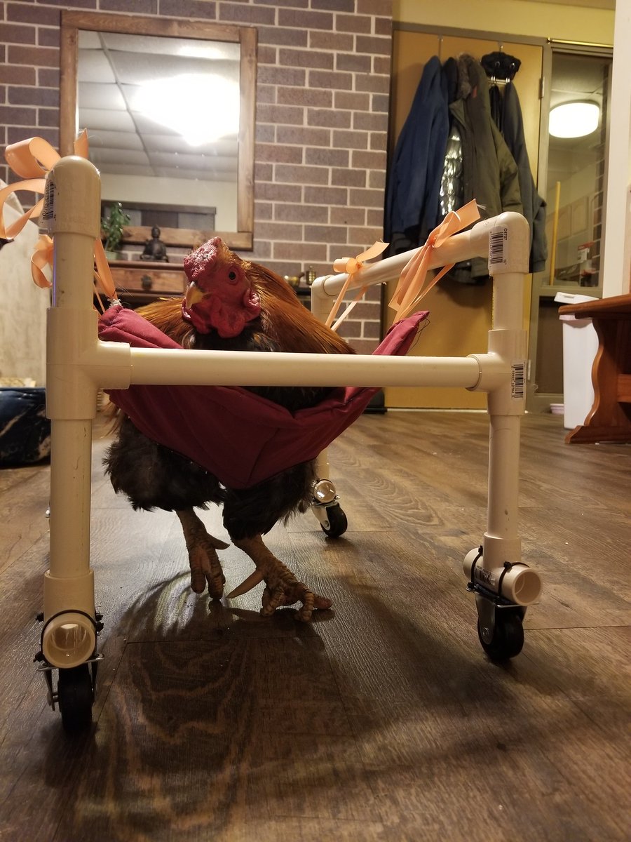 Mandyann420's tweet photo. Jeremy the rooster got some wheels.  Fingers crossed we can get him out strutting his stuff for the ladies in no time. #chickens #pets #Homestead https://t.co/O9GcNtMrq4