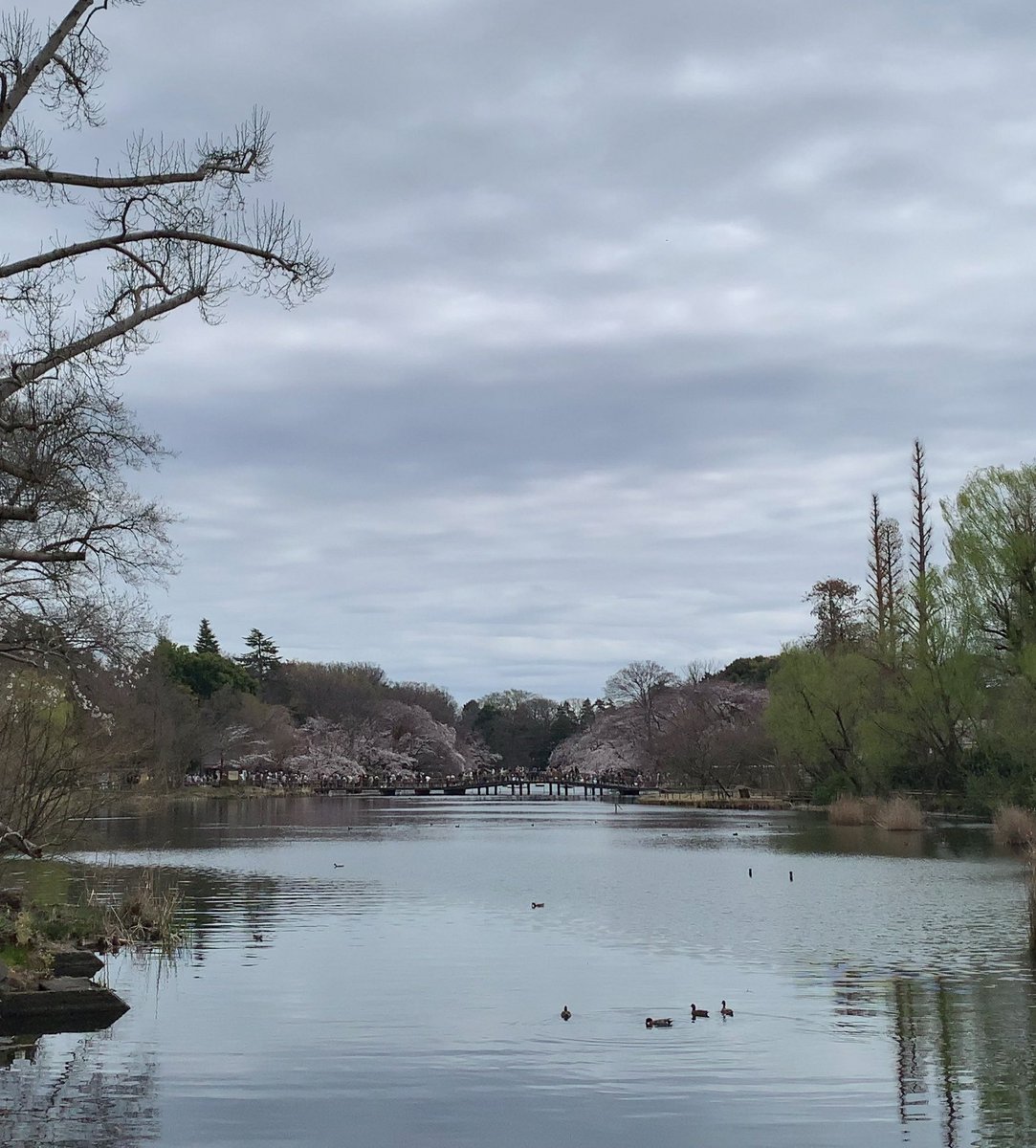 今日はとても暖かいので久しぶりに公園来てみました。
桜もだいぶ咲いてきましたね🌸