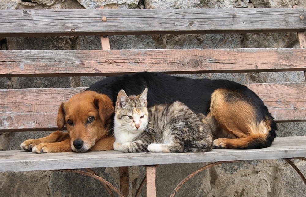 Por todos los pequeños que una vez fueron amados y consentidos de cachorros, y luego, al crecer,  han sido abandonados por aquellos que decían que su amor era para siempre. ¡Abandonar es matar!