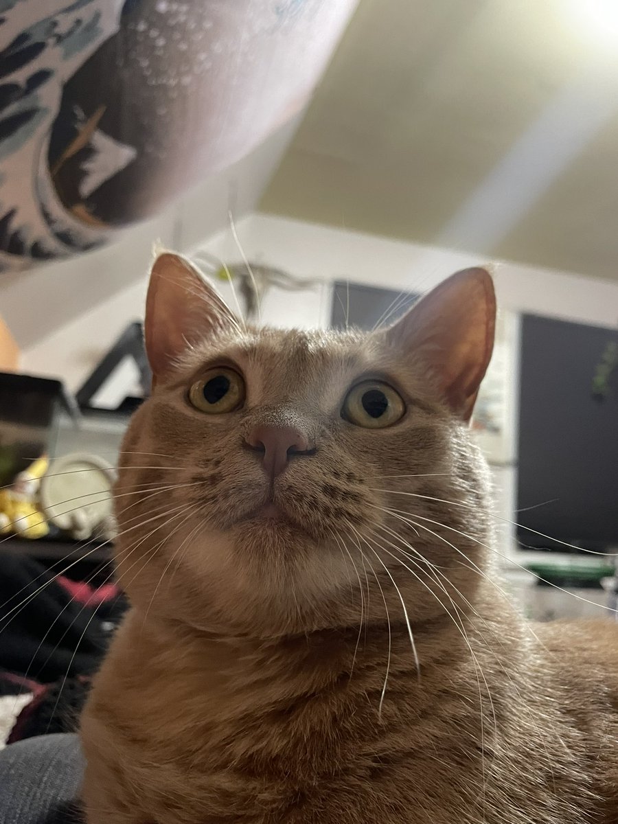 whats that?? 
#CatsOfTwitter #Caturday #cats