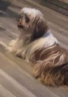 LostDogsIL's tweet photo. #LOST - #Browns #IL (IL-15) #EdwardsCounty 62818. Missing 03-26-2022

#Bo - Male Shih Tzu - Brown/Orange/White
Please do not call or chase Bo

CONTACT: 812-779-1988 or 812-635-1550
Email: 6499ea3f@contact.petfbi.org

More Info, Photos, and to Contact:
https://t.co/bHXFBi5iXB

L… https://t.co/8cpU7uAQcu