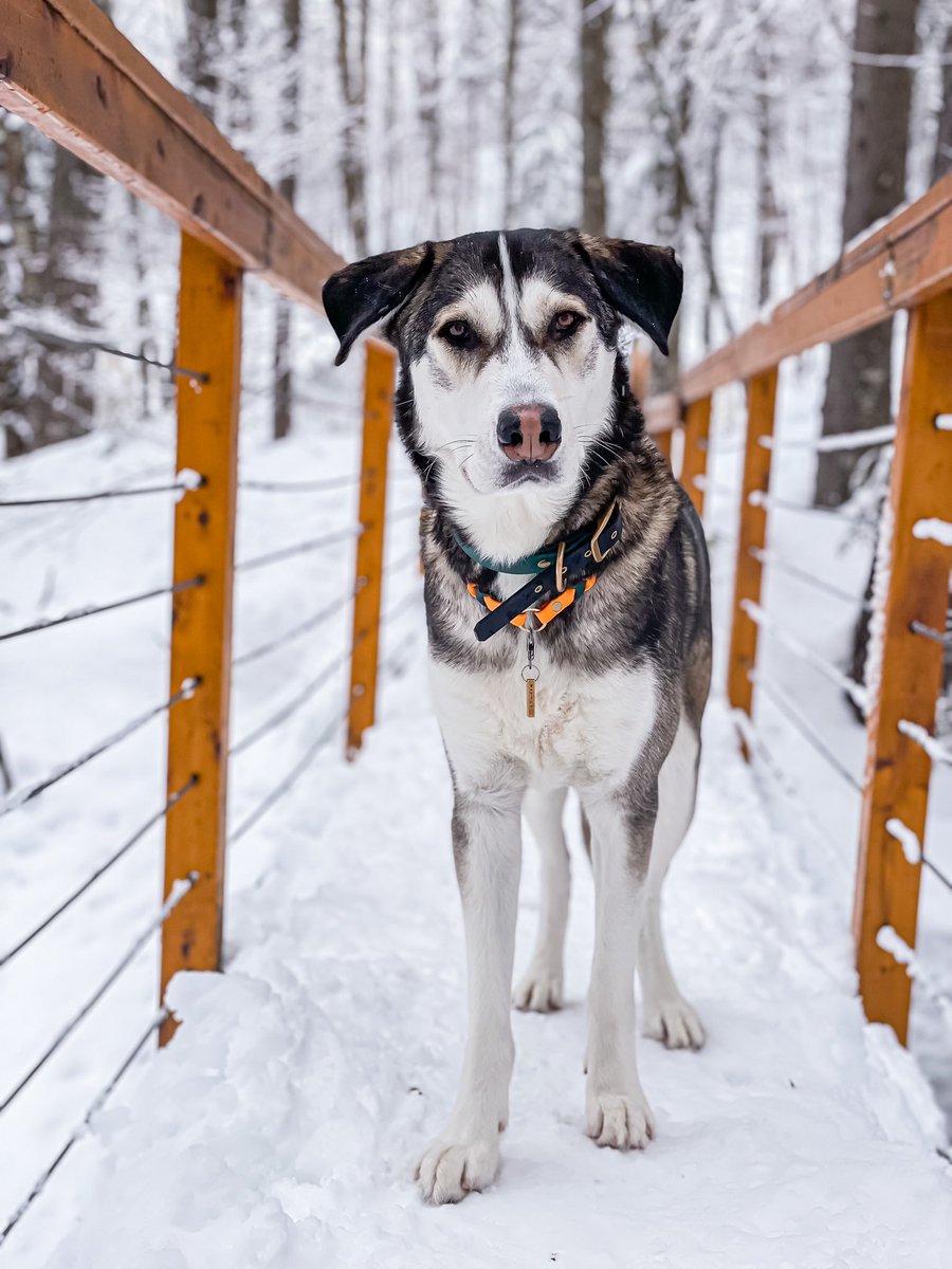 Hike day 🗻 #hikingadventures #hikingdog #hiking #dogsoftwitter #dogsofinstagram #twitterdogcommunity #husky #weekendvibes #SaturdayVibes