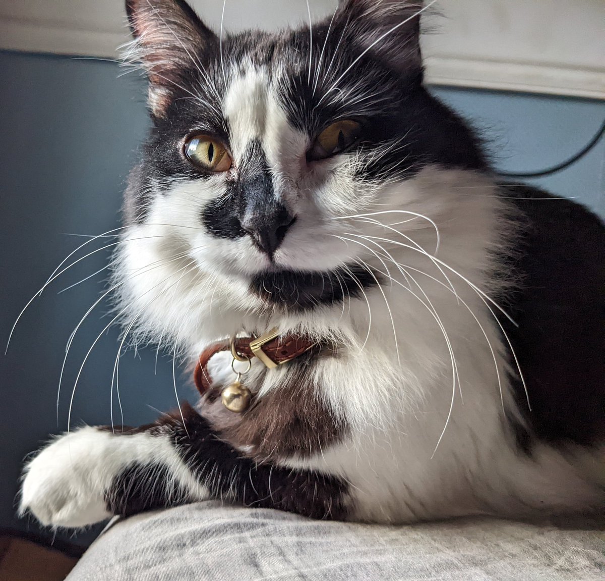 DillyBartheCat's tweet photo. i have no regrts https://t.co/LVqSMgu010