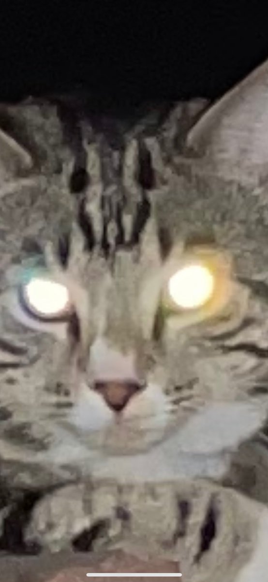 TheFoxtailsBand's tweet photo. I SWEAR TO MFIN G-D, IF ONE MORE MFER ASKS ME TO SPEND MORE TIME “PRACTICING” THAN BUYING BOUTIQUE GUITAR EFFECTS, IM GONNA LOSE IT https://t.co/KnwMaFVn2w