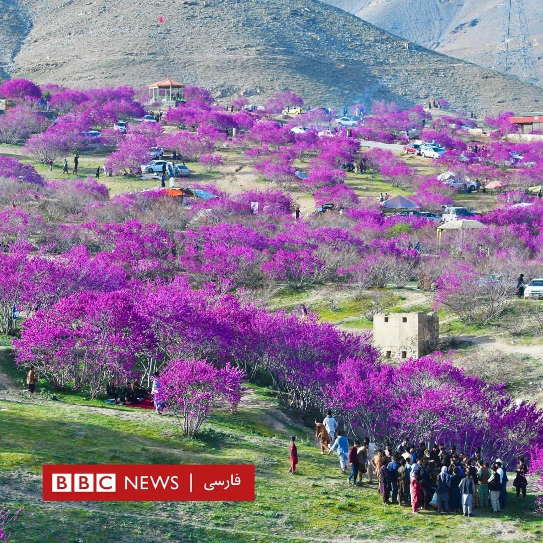 جوش ارغوان # پروان