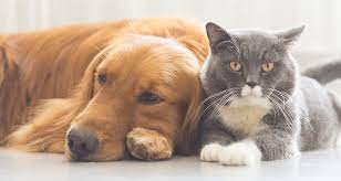 catphoric's tweet photo. odd couple, best couple https://t.co/EJ3Uwi2CVa