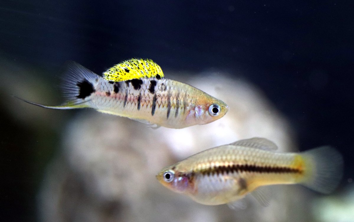 PLOSGenetics's tweet photo. Are there shared principles for which parts of the #genome move between species in hybridization?

Langdon et al find that local recombination rate is a key driver of #ancestry

🔎: https://t.co/DruNmGQEor
@QuinnLangdon @Daniel_L_Powell @_cheyenne_payne @TrisDodge @MollySchumer https://t.co/V7SzZ43jhT