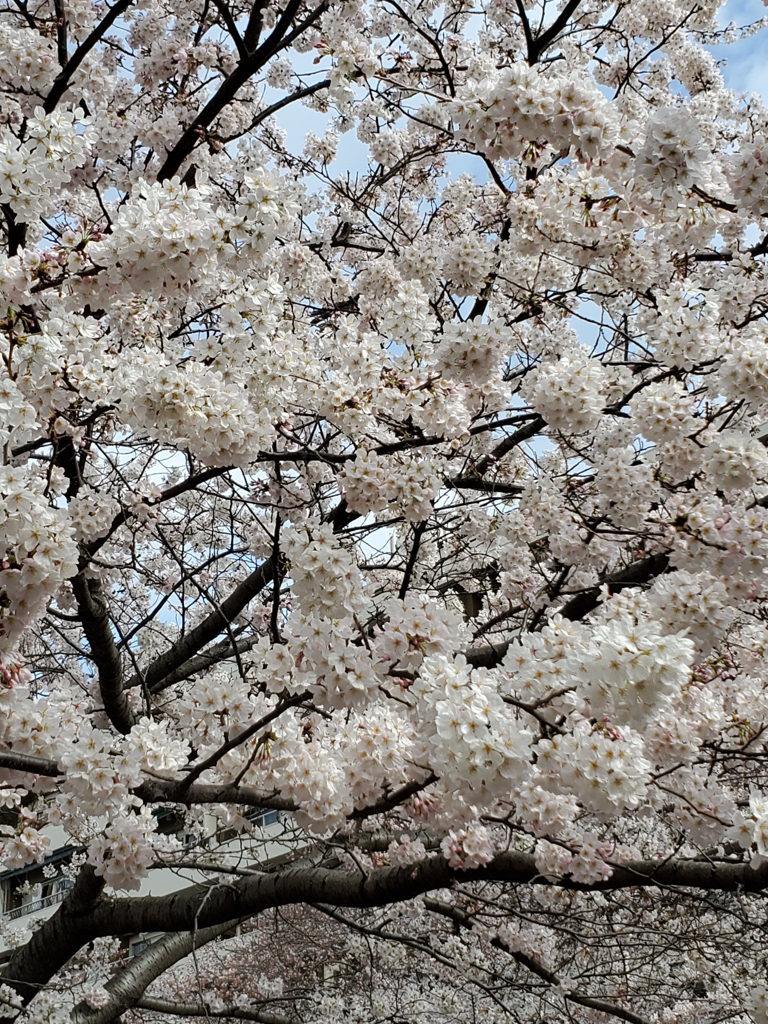 目黒川の桜 Twitter Search Twitter