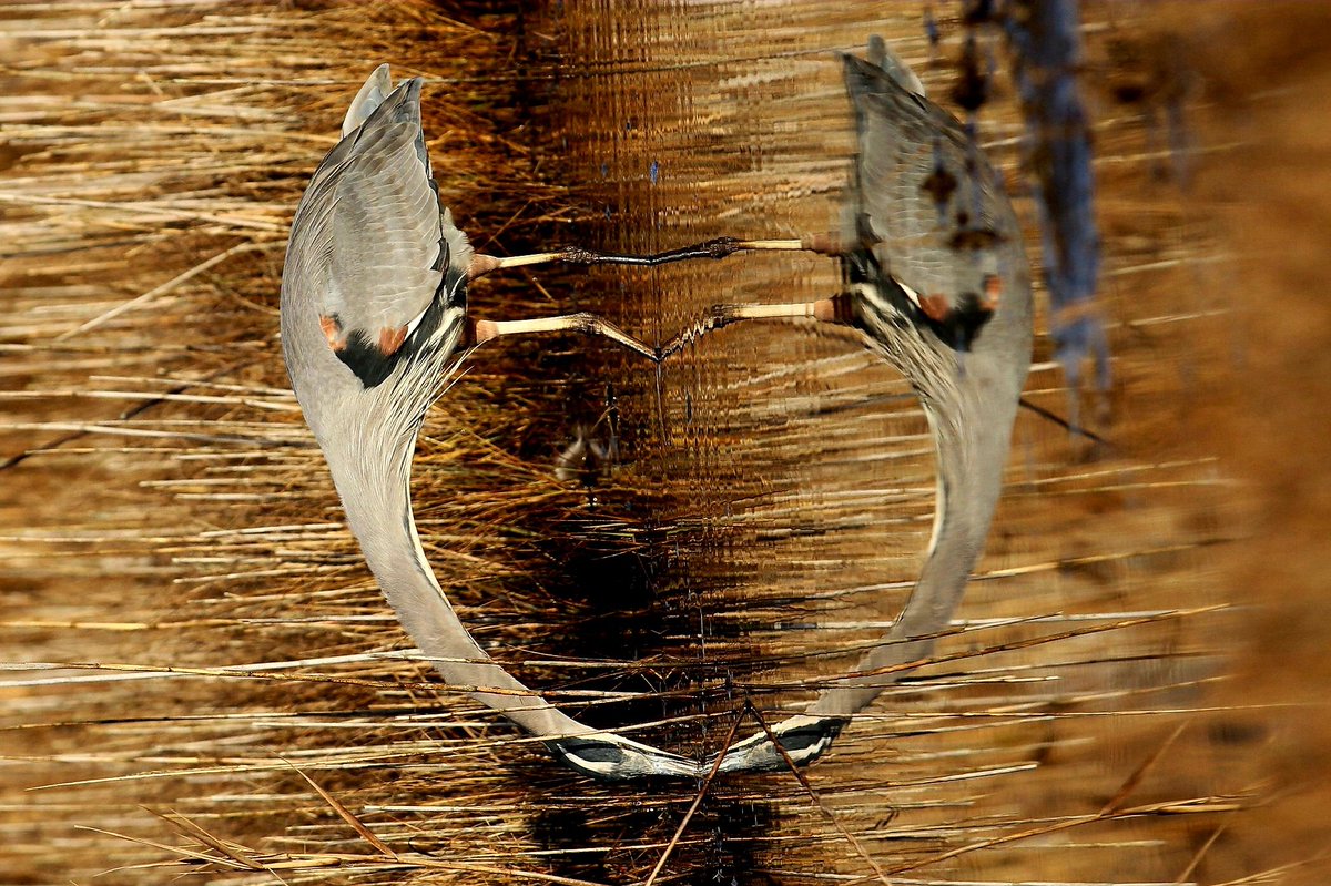 CapeHomepage's tweet image. Great Blue Heron, rotated 90 degrees to highlight the perfectly reflected heart shape, in Centerville, #CapeCod. @petermarteka @bpdesilets @StormHour #MarchReflectionChallenge