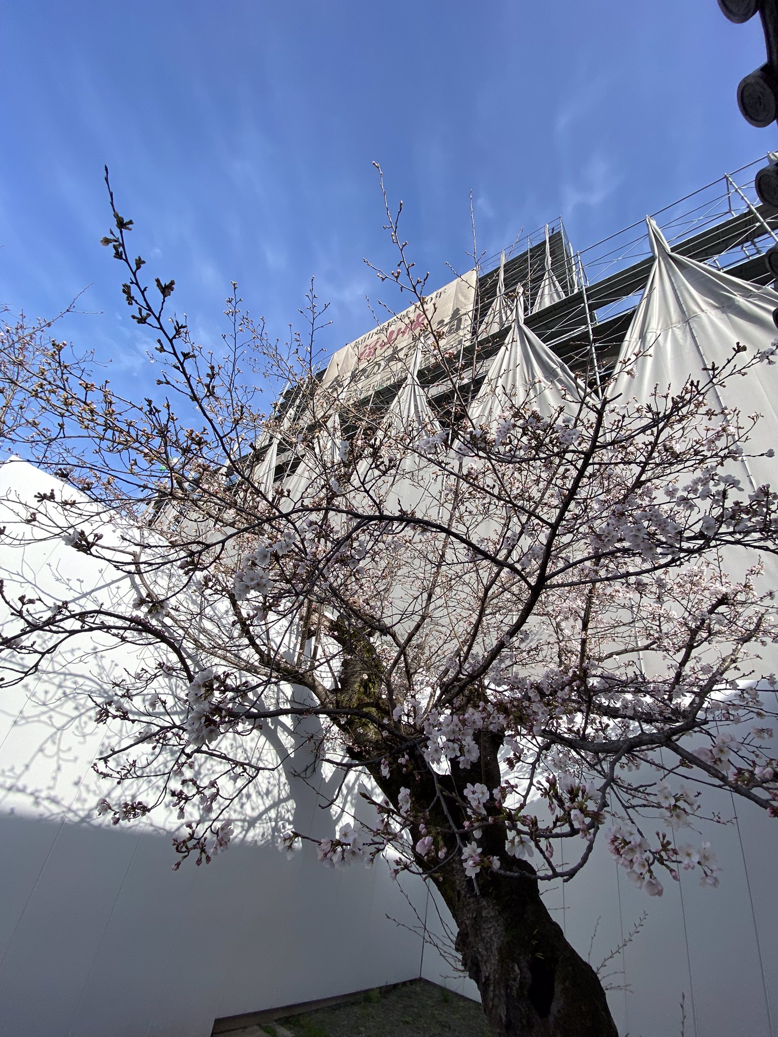 福山城博物館友の会 公式 今朝の 福山城 の桜 だより 最も咲いているのは 二之丸北側と城管理事務所前で三分咲き 伏見櫓 周辺がニ分咲き 月見櫓 周辺と東門側は一分咲き 福山城公園 の桜は ソメイヨシノ が中心 他に 山桜 里桜 なども