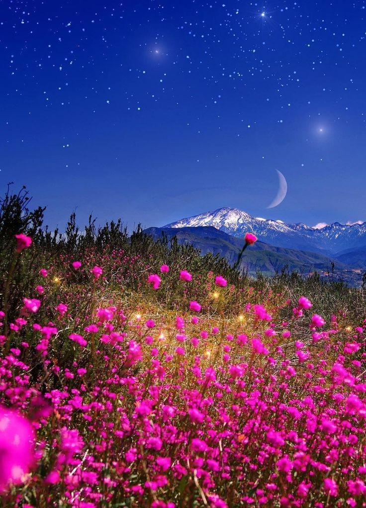 #nature #NaturePhotography 
:¨·.·¨: 🌙🌾
 `·. .🌸