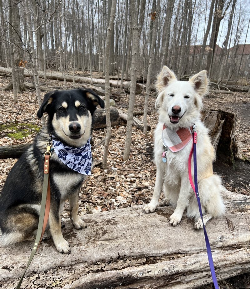 Happy Saturday

#cutedogs #doglovers #dogphotography #dogoftwitter #twitterdogcommunity #huskymix #happydogs #SaturdayVibes