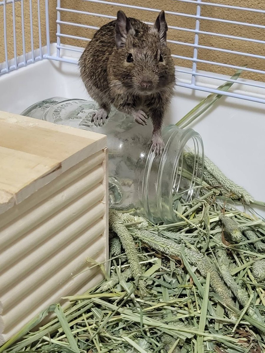 akntkp's tweet photo. 猫(MIX)
猫(マンチカン)
フェレット(ホールデン)
デグー　☆New!! https://t.co/OLBzpIAy9R