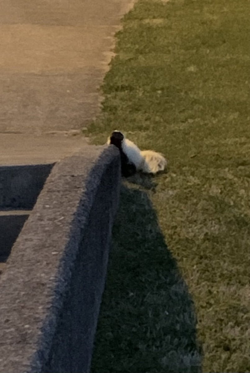 salamanderwhspr's tweet photo. Another visitor this week! It’s amazing how many critters just come right up to your classroom #citizenscience is just outside your door! ⁦@inaturalist⁩ https://t.co/2Eh3PI2dxL