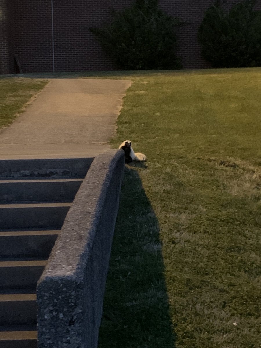salamanderwhspr's tweet photo. Another visitor this week! It’s amazing how many critters just come right up to your classroom #citizenscience is just outside your door! ⁦@inaturalist⁩ https://t.co/2Eh3PI2dxL