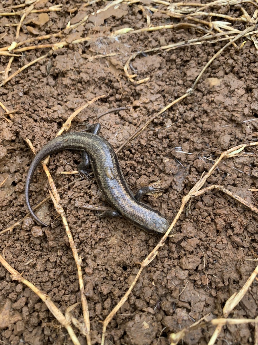 salamanderwhspr's tweet photo. Our little skink friend decided to use our snail plot to winter! Can’t blame him because there were lots of snacks under there with him! #citizenscience outside your classroom door! ⁦@inaturalist⁩ https://t.co/ty43LiKkM7