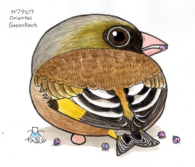 カワラヒワってあまり描いたことなかったなぁ～。狭山湖では大きな群れがいます。 