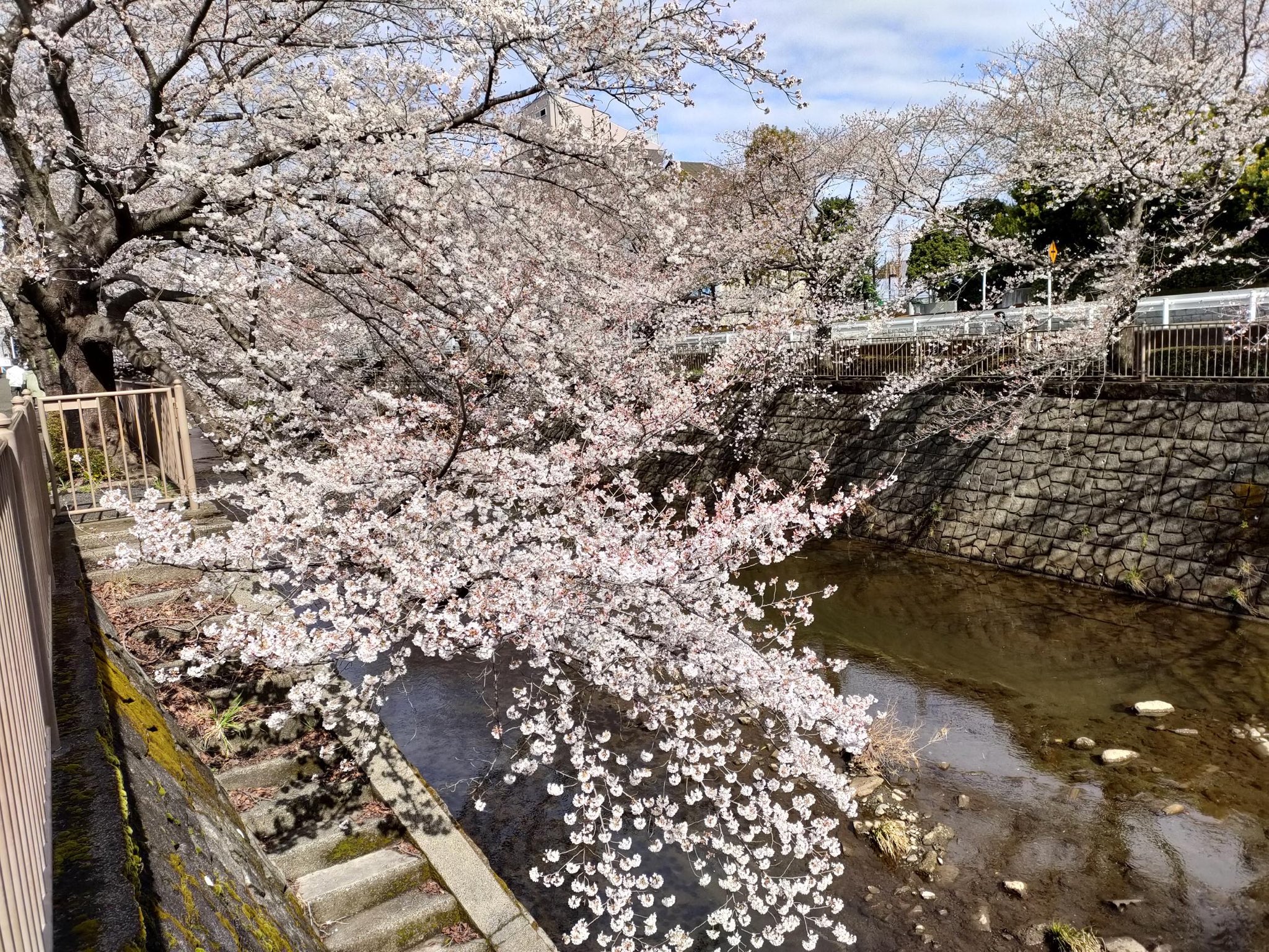 町田市観光コンベンション協会 さくら開花情報 恩田川吹上橋 この景色 待ってました 春の恩田川さくら きれいです この時期のさくらを楽しみましょう 町田でさくらさんぽ さくら 本当は教えたくない きてみてまちだ T Co
