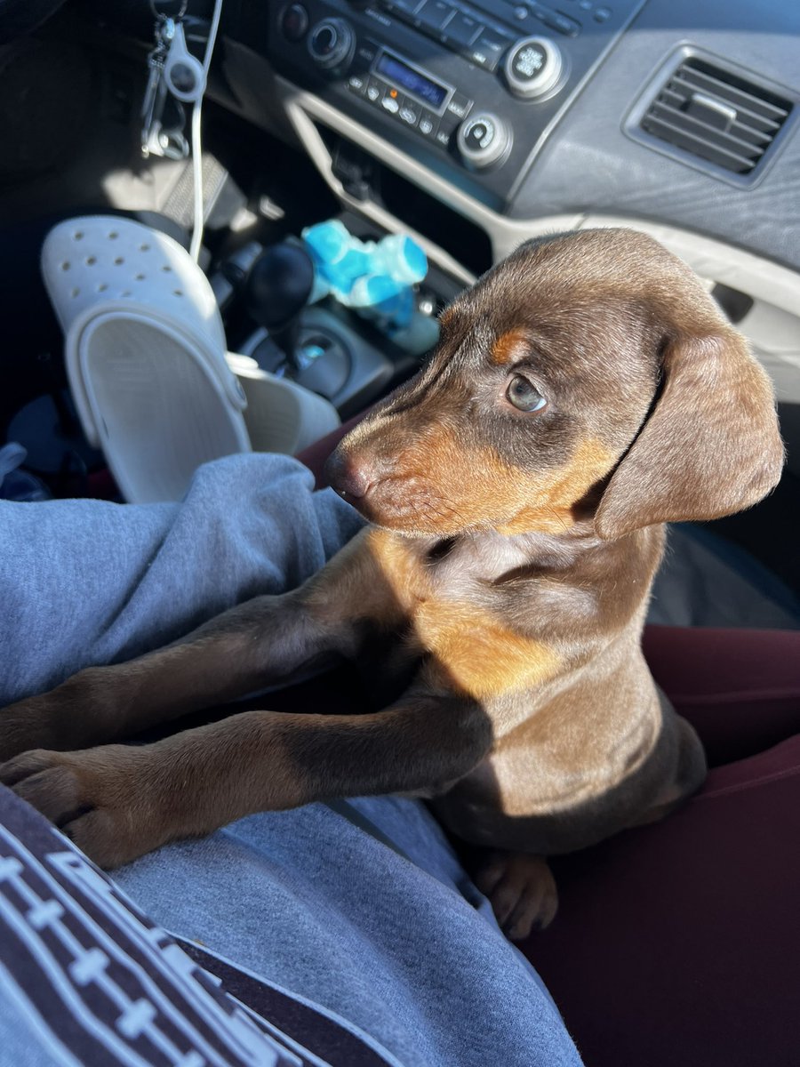my lil doberman baby, callie says hi