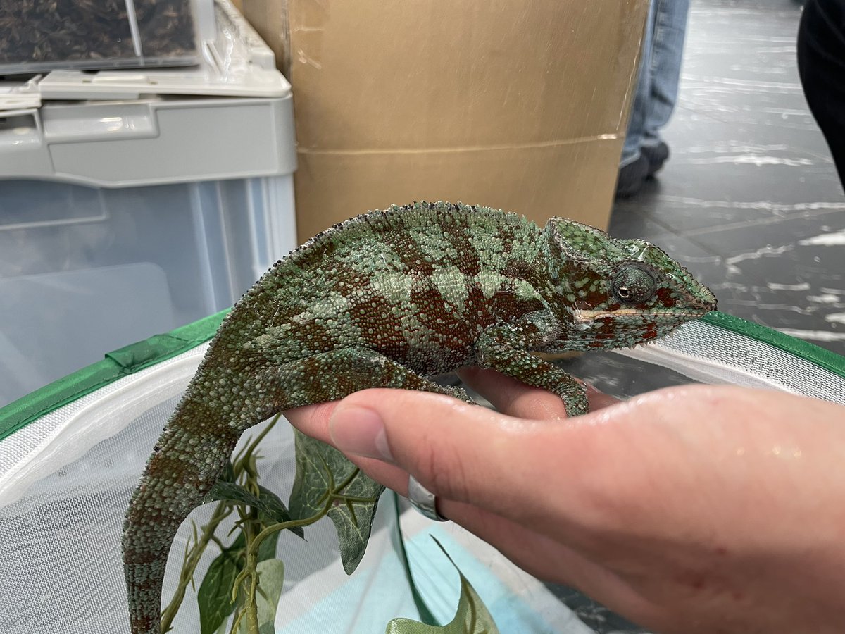 ForPet410's tweet photo. 本日アクアリウム東京最終日です！

宜しくお願い致します🦗🤲🦎

#アクアリウム東京 https://t.co/yxLGrrXcoJ