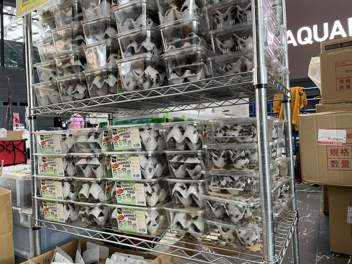 ForPet410's tweet photo. 本日アクアリウム東京最終日です！

宜しくお願い致します🦗🤲🦎

#アクアリウム東京 https://t.co/yxLGrrXcoJ