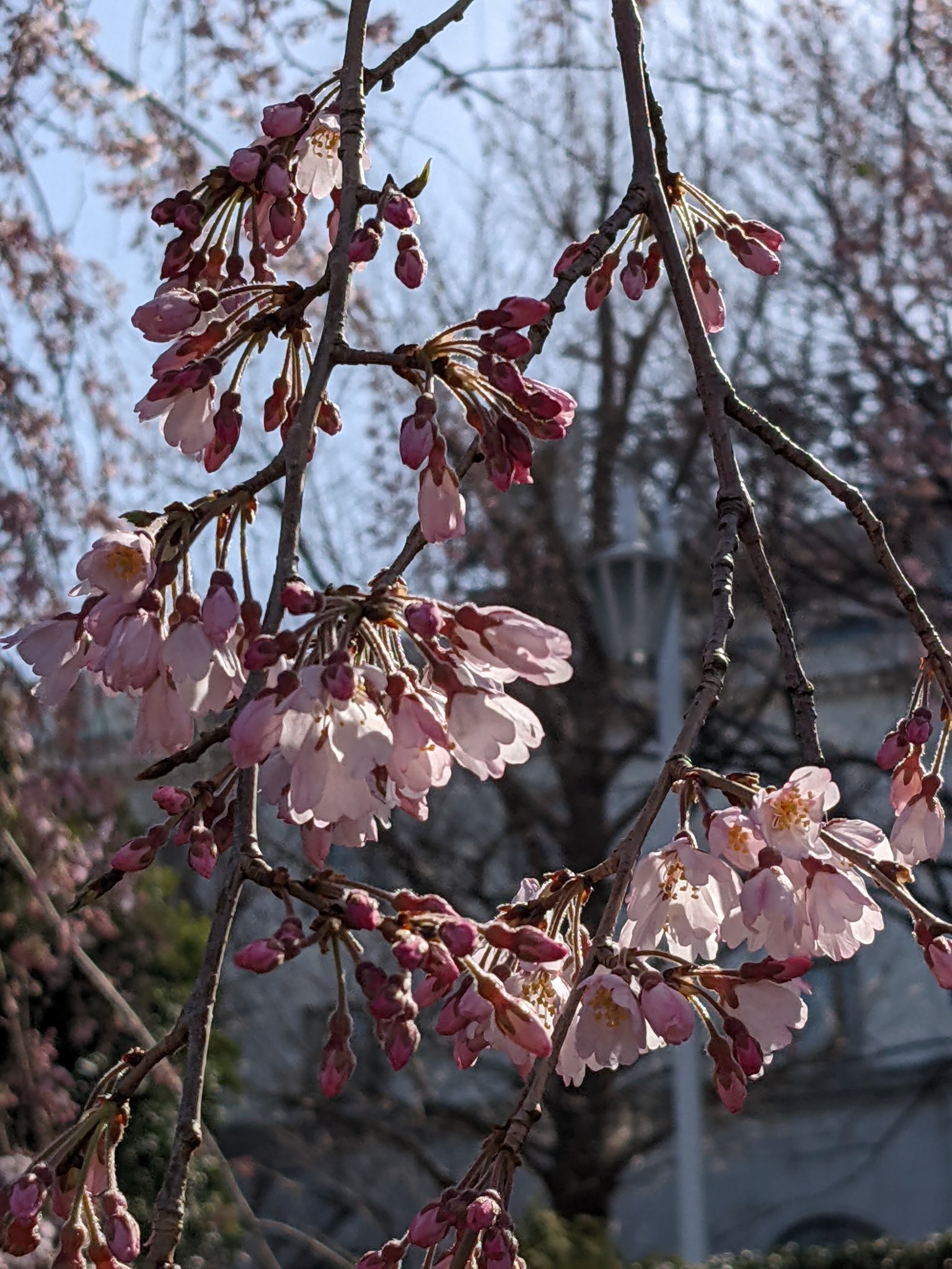 Erenaflower Erenaflower Twitter