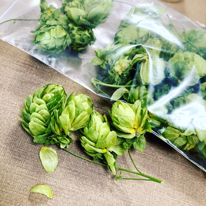 乾燥ホップ!ビールについてる香りする!

ホップの絵を描こうと思ったけどホップ見たこと無かったのでお花屋さんで買った 