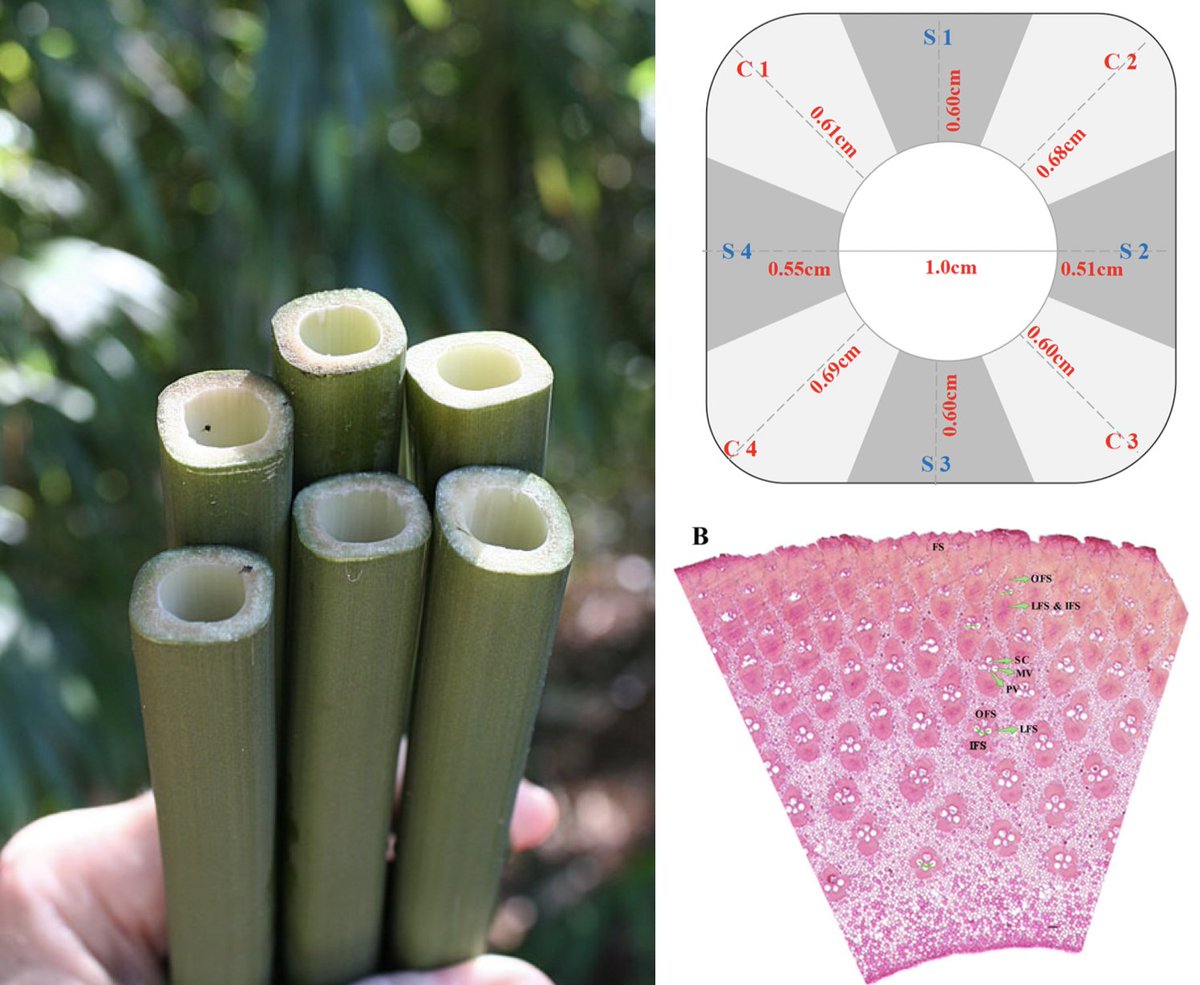 IAWA_Wood's tweet photo. Square bamboos. Check the recent work of Jiang et al. which explore the variation in the anatomy of the different sides of this interesting species, with high economical potential. https://t.co/5ds7xTpaL8 https://t.co/Pt2kAvbpNe