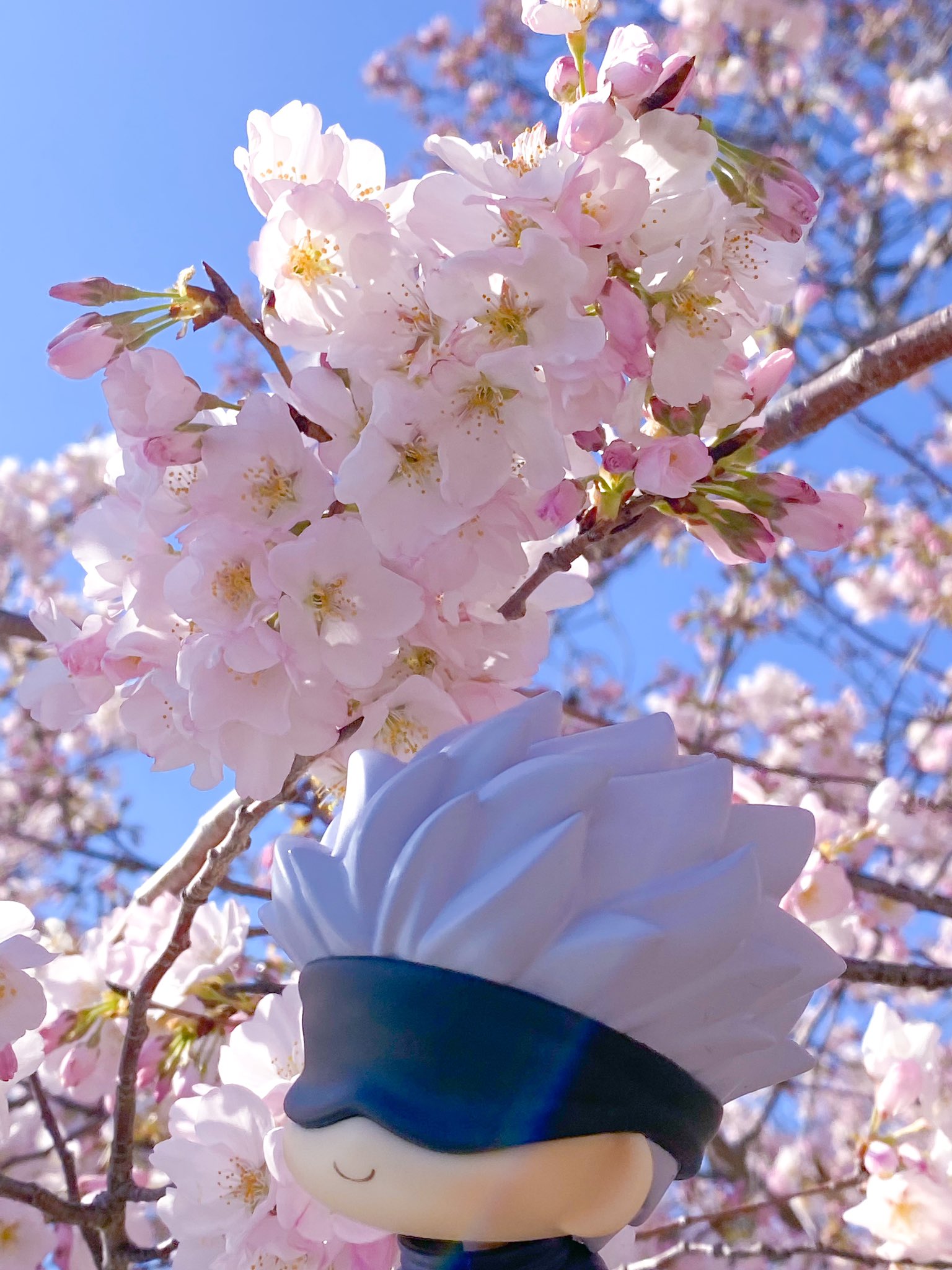 تويتر J 5 包帯楽園 على تويتر 今日は桜の日ですね 花粉症に悩む皆さん お大事にください さくらの日 T Co Xwo6bhzyjj