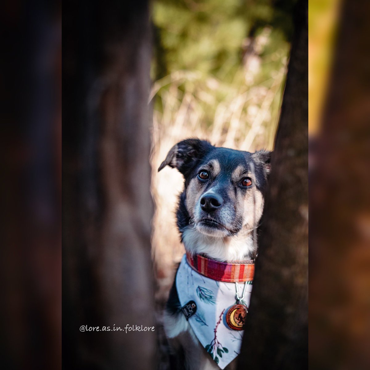 Lore | Chester | Juniper | Xavin tweet media